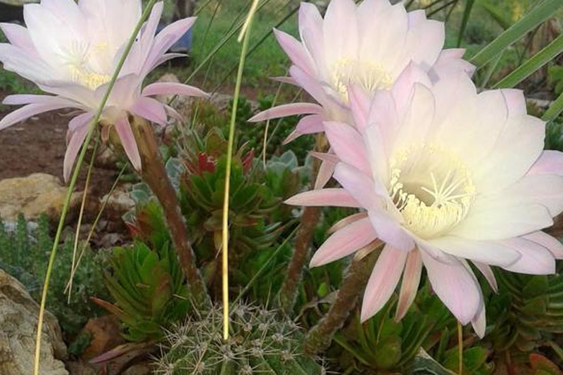 easter lily cactus propagation