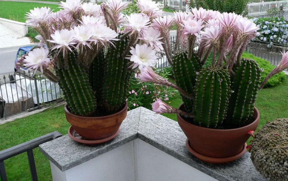 easter lily cactus