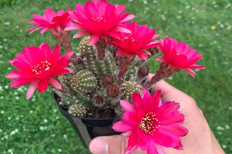 lobivia house plant