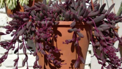 ruby necklace plant