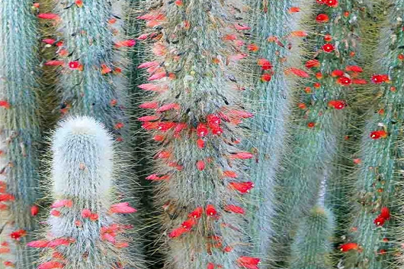 silver torch cactus flower