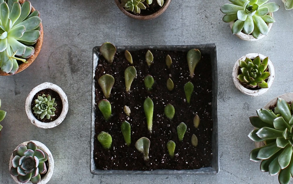 succulents to propagate quickly