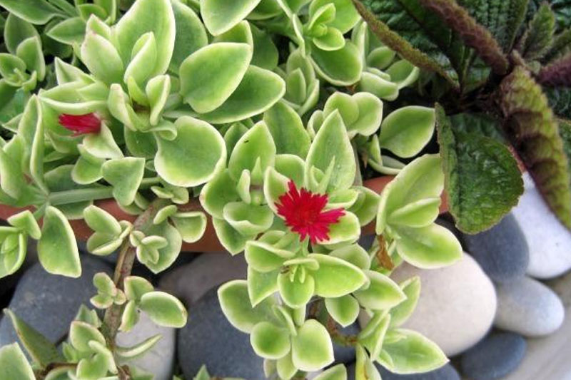 succulents with red flowers