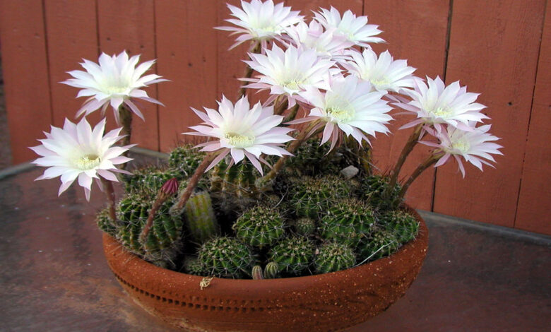 torch cactus
