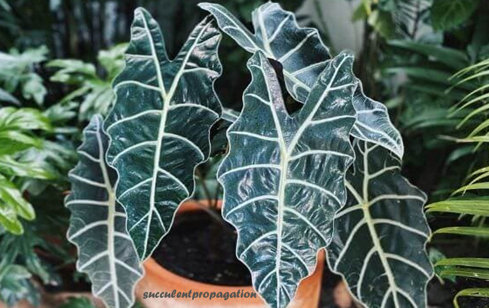 African Mask Plant