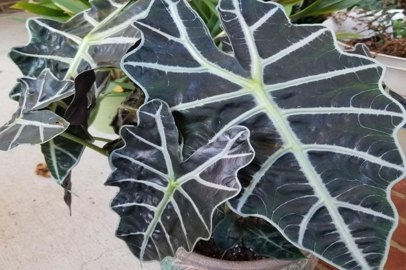 African plants