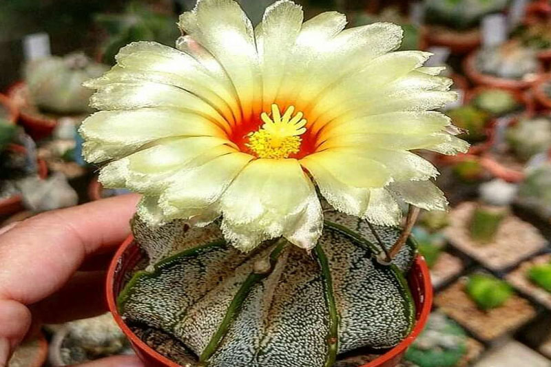 Astrophytum Capricorne Propagation