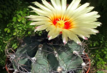 Astrophytum capricorne