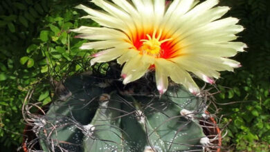 Astrophytum capricorne