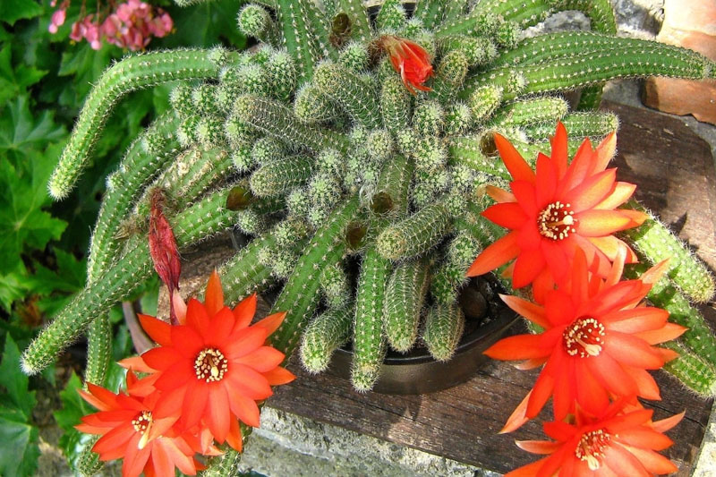 Cactus with orange flower