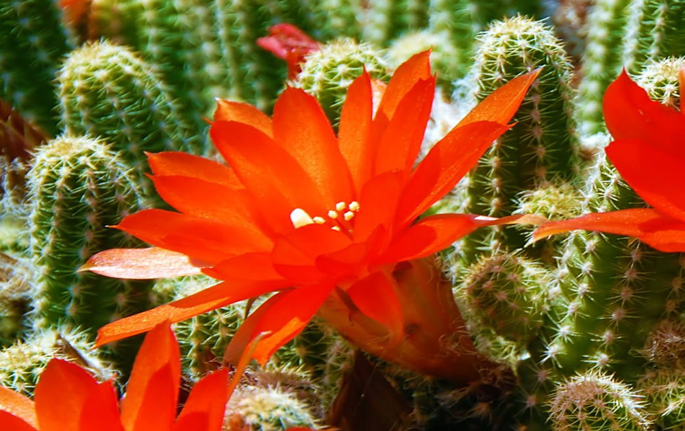 Cactus with orange flowers