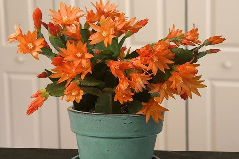 Christmas cactus