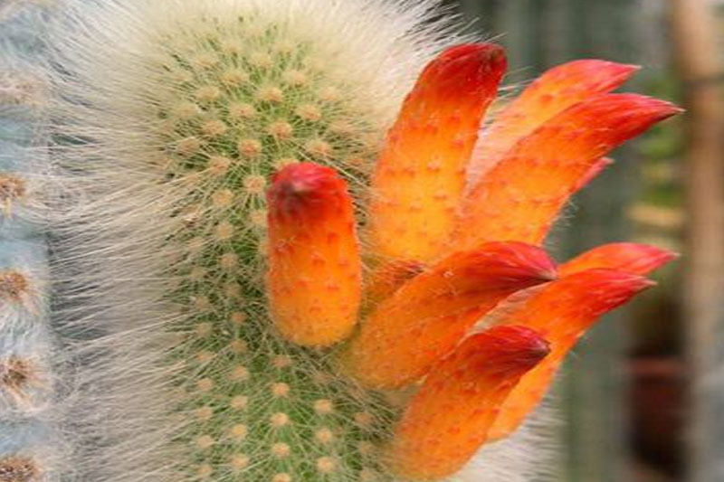 Cleistocactus Cactus with orange flowers