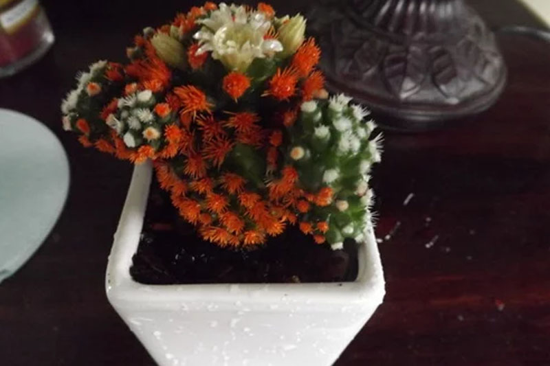 Desert gem cactus
