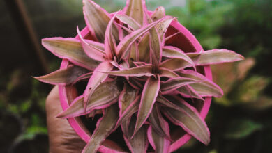 Earth Star Plant