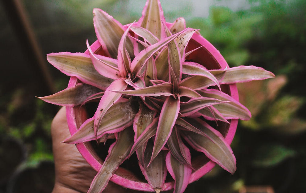 Earth Star Plant