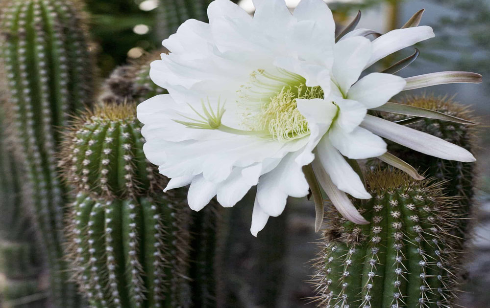 Golden torch cactus