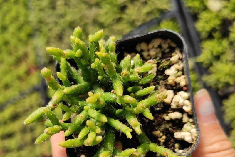 How To Propagate Rhipsalis Cereuscula