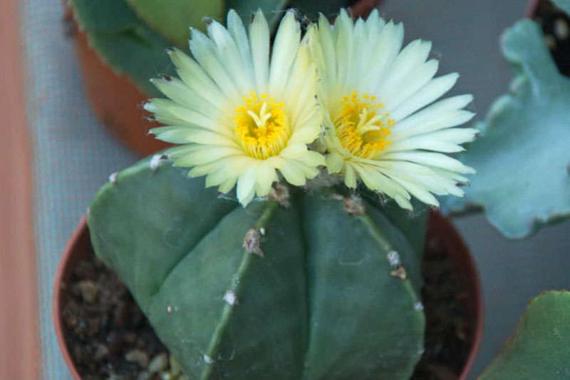 How quickly does Astrophytum capricorne grow