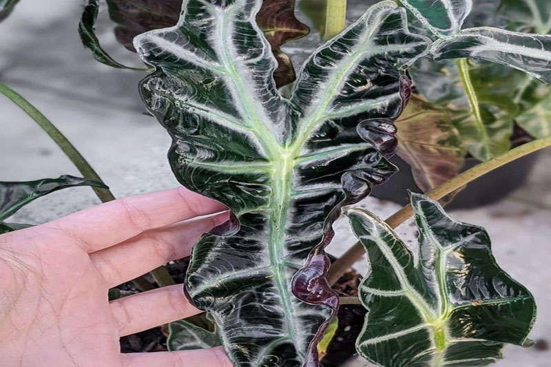 How to care for African Mask Plant