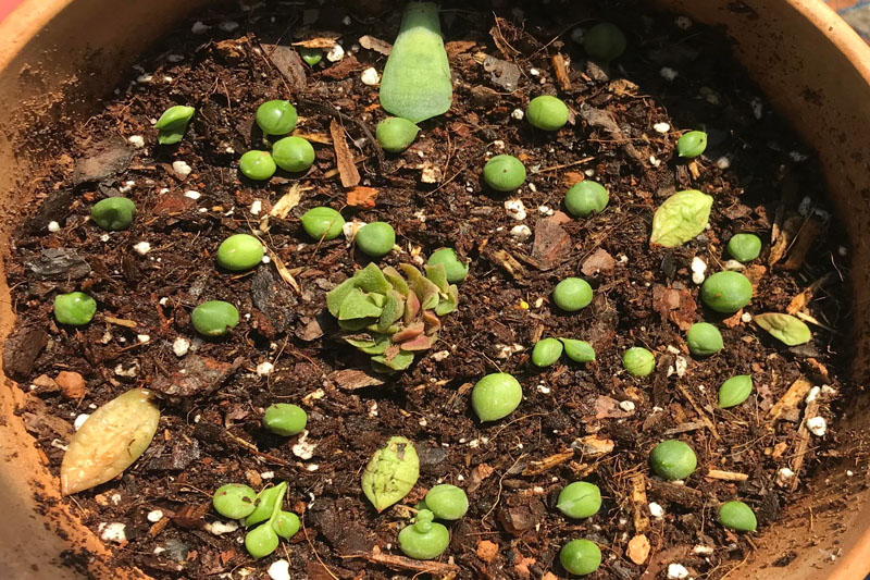 How to propagate String of Pearls