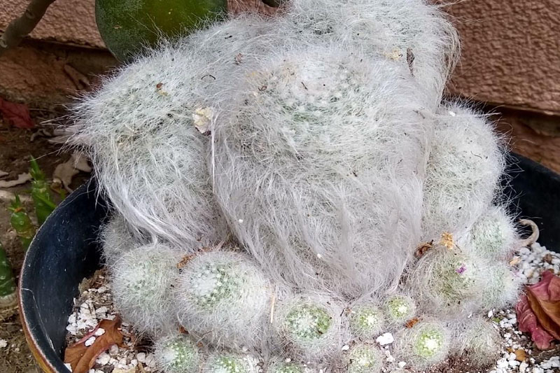 Peruvian old lady cactus