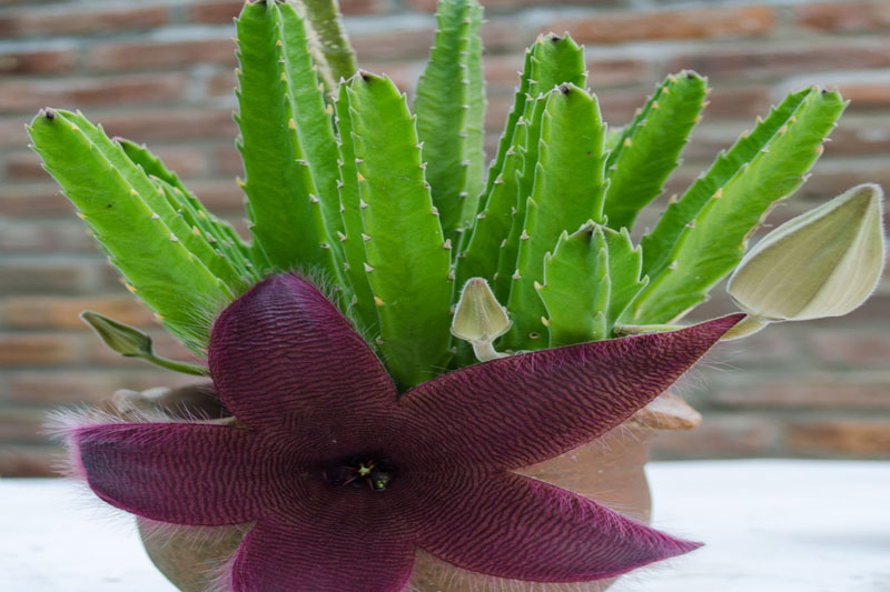 Stapelia Grandiflora Succulent