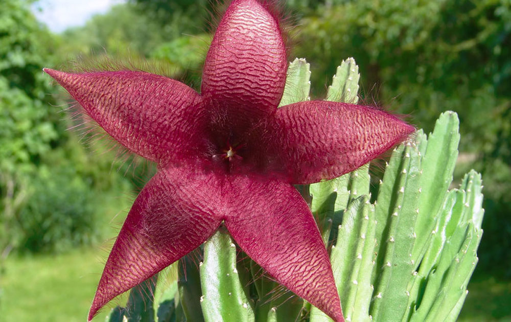 Stapelia grandiflora