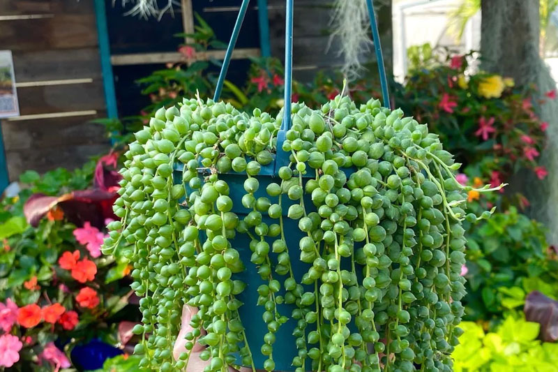 String of Pearls hanging succulent