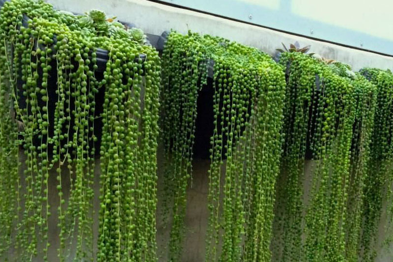 String of Pearls plant
