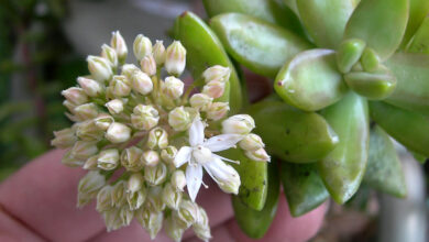 Succulent with white flowers