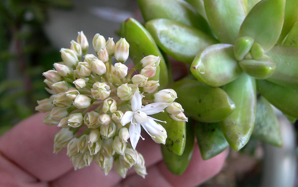 Succulent with white flowers