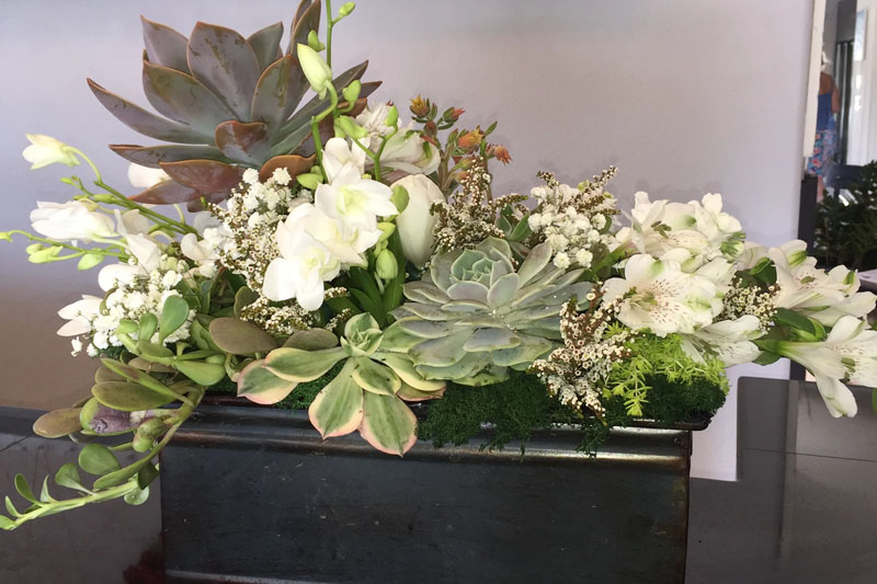 What succulent has white flowers