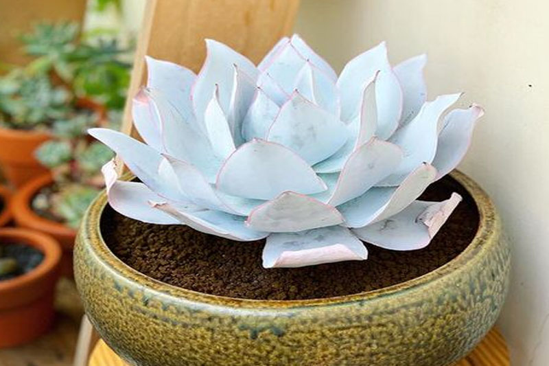 White Ghost Succulent