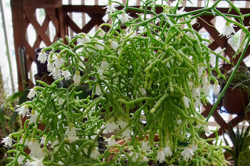 rhipsalis cereuscula flower