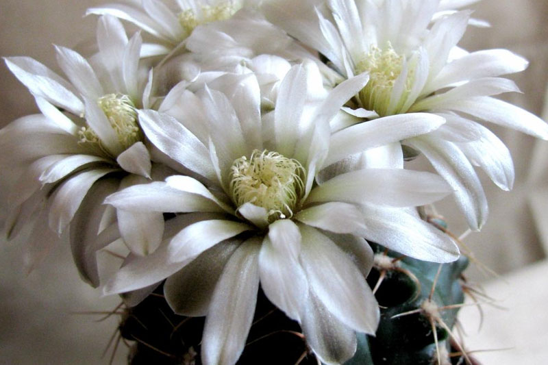 spider cactus flowers