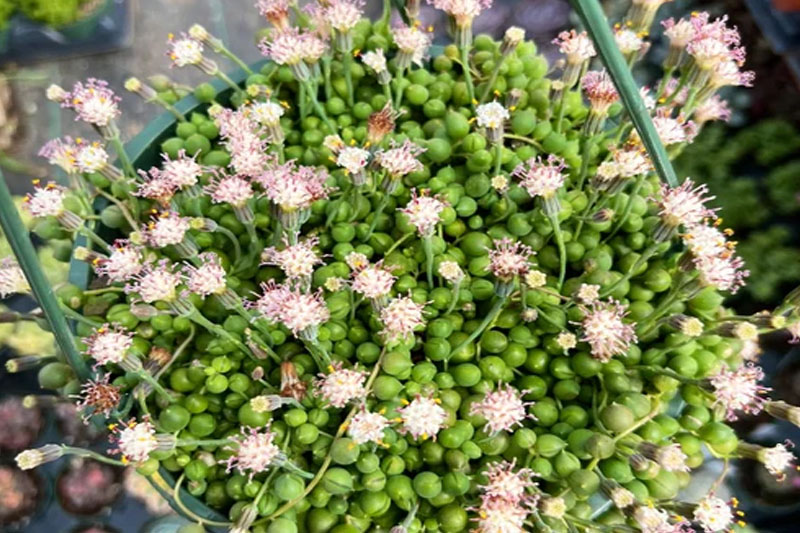 String of pearls