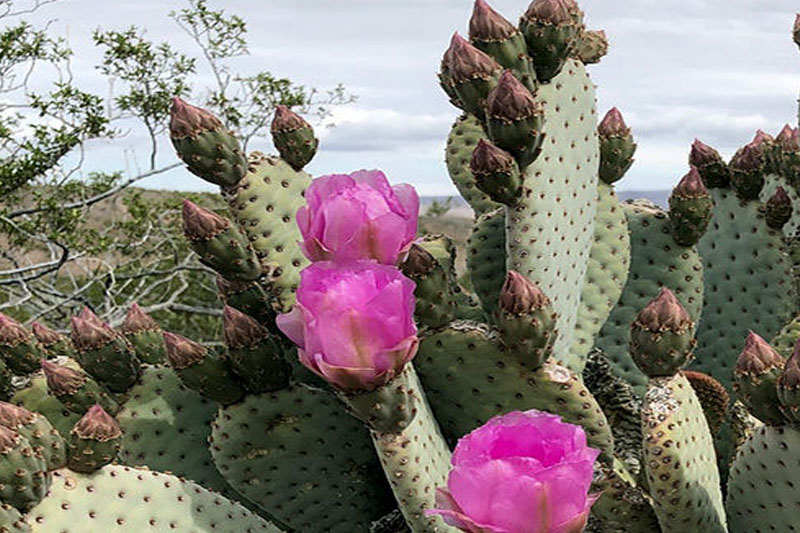 Beaver Tail Prickly Pear (Opuntia basilaris)