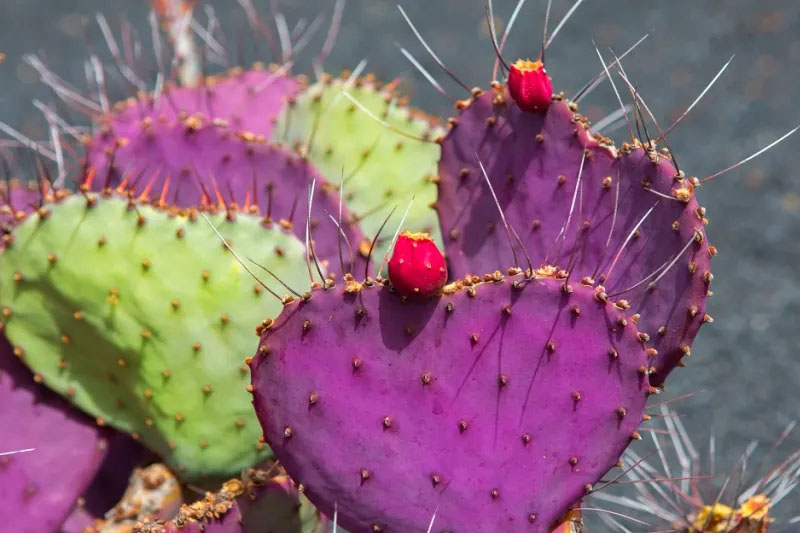 Cactus Varieties in Purple Colour