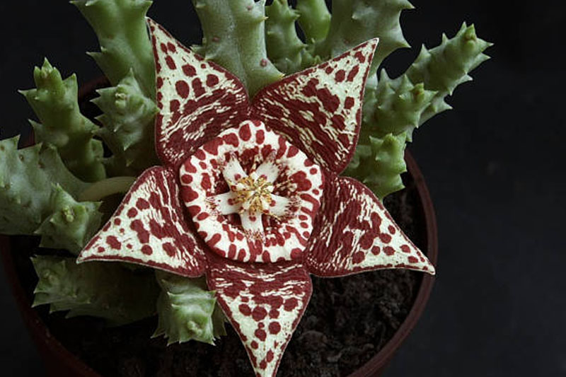 Colours of Starfish Cactus