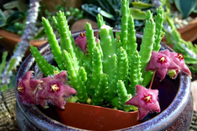 Flowers of Starfish Cactus