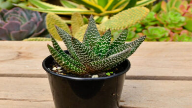 Gasteria Plant