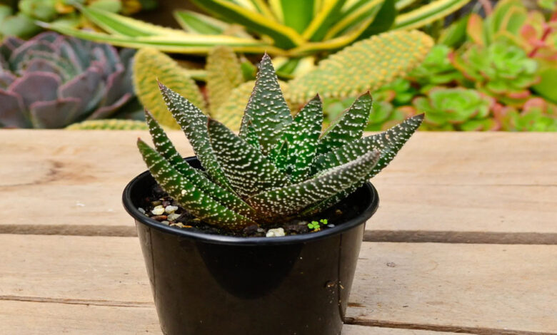 Gasteria Plant