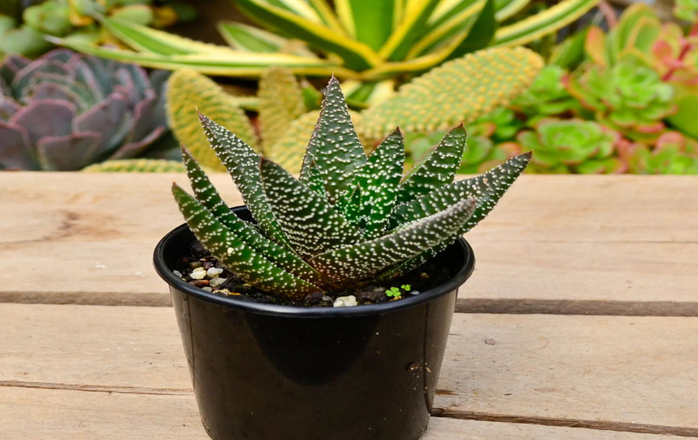 Gasteria Plant
