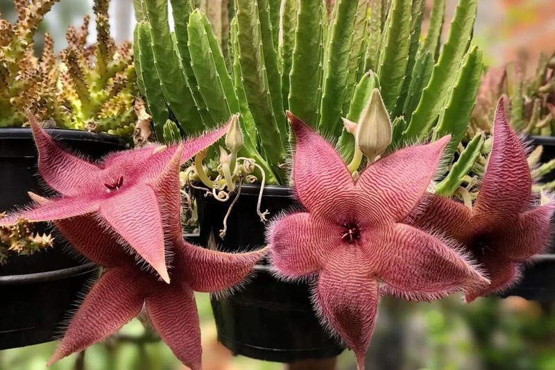 Grow a Starfish Cactus