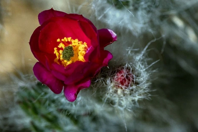 Old Man Opuntia (Austrocylindropuntia vestita)