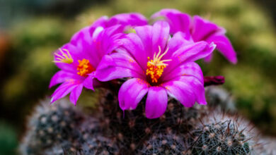 Purple Cactus