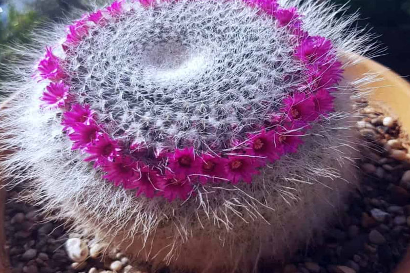 Purple Cactus Find the Most Rare Cacti