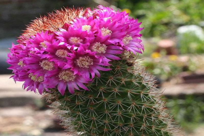 Purple Colour Cactus Varieties