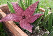 Starfish Cactus